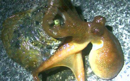 焼津港　タコ釣り、サビキ釣り　２７日、２８日